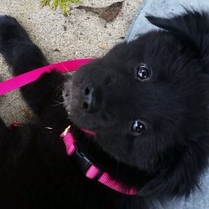 Meet your Posher, Maggie